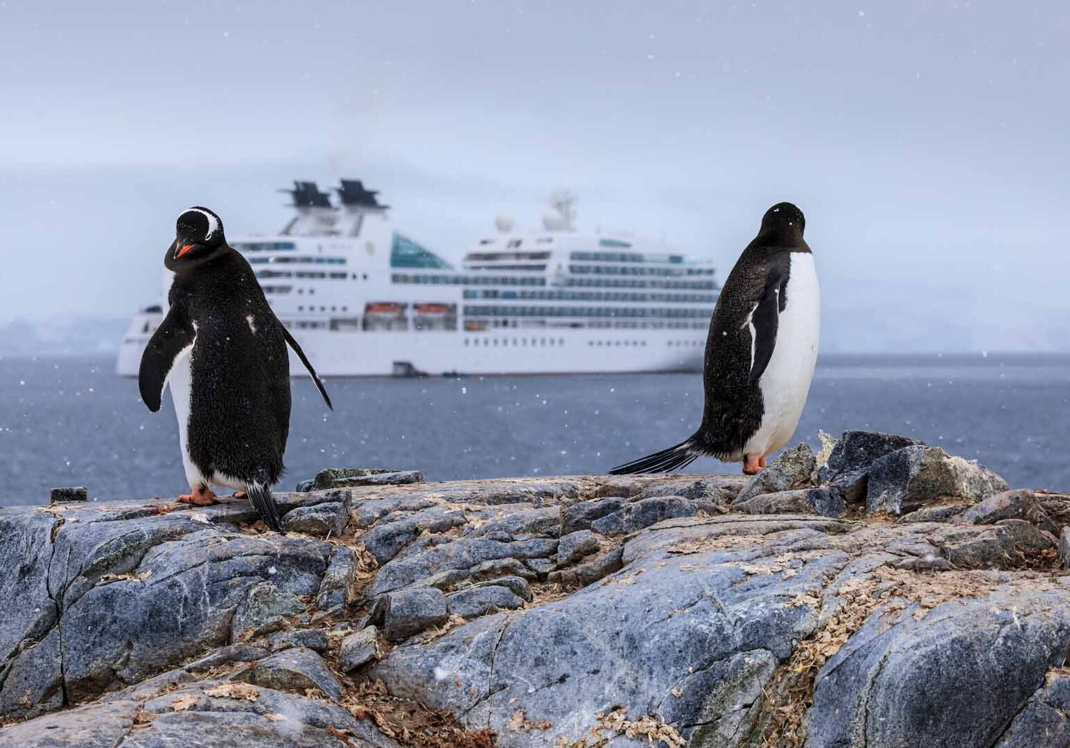Wiencke Island, Antarctica - 12 10 17: Two amusing penguins on a cliff in Antarctica with snow falling and one penguin looking at an Antarctic cruise ship and the other penguin looking at the camera